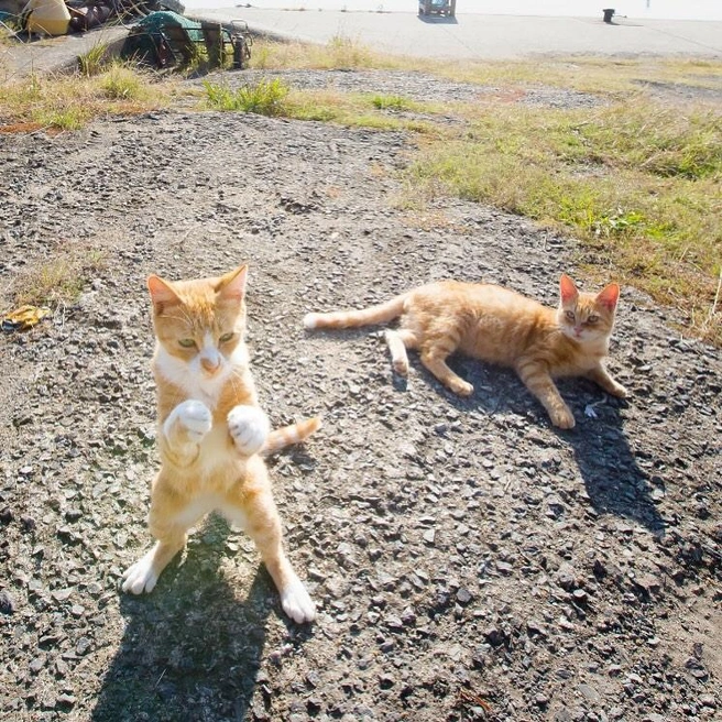 Источник: comedypetphoto_awards / Instagram.com (экстремистская организация, деятельность запрещена на территории РФ)