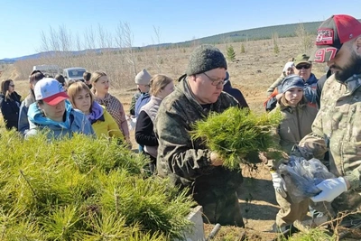 В Забайкалье высадили 18 тысяч сосен на месте горельника
