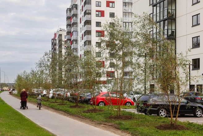 «Ленстройтрест» озеленил аллею в Янино рядом с «Янила Драйв» | Источник: ГК «Ленстройтрест»