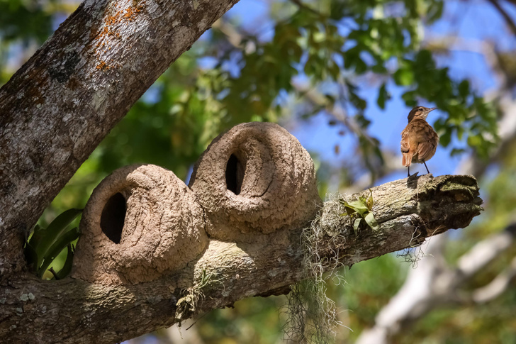 Искусство гнездования: почему птицы — прирожденные архитекторы