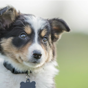 Тиндер 2.0: найди своего четвероногого друга