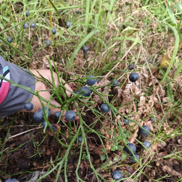 Источник: Елена Викторовна / «Грибы и грибники Екатеринбурга и Свердловской области» / Vk.com