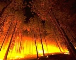 В Красноярском крае действует 31 лесной пожар | ngs24.ru