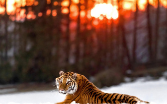 Тигр отдыхает на закате
