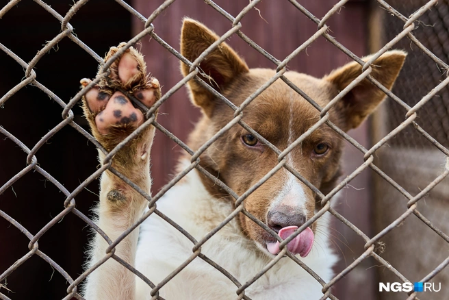 В Новосибирской области всего около 20 приютов для безнадзорных собак | Источник: Александр Ощепков / NGS.RU