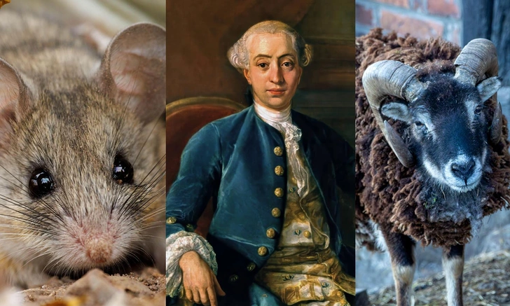 Калифорнийская оленья мышь, представитель Homo sapiens Джакомо Казанова и баран породы соэй | Источник: Legion Media; коллаж Vokrugsveta.ru