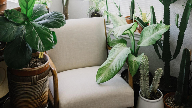 Как вырастить пальму в домашних условиях