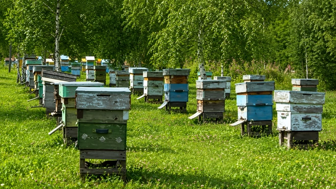 Уже много лет семья пользуется выигрышем на ежедневной основе ради 50 семей пчел | Источник: ТК «Енисей»