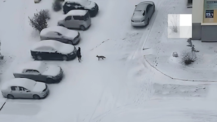 Тушу проверят на бешенство: найдена мертвой лиса, кошмарившая жителей окраины Новосибирска Тушу проверят на бешенство: найдена мертвой лиса, кошмарившая жителей окраины Новосибирска