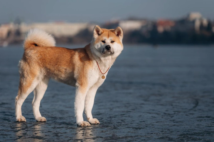 Счастье за деньги: почему иногда собаки стоят целое состояние — 8 самых дорогих пород | Источник: iStockphoto/standret