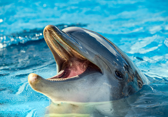 Ученые обнаружили, что дельфины разговаривают, как люди