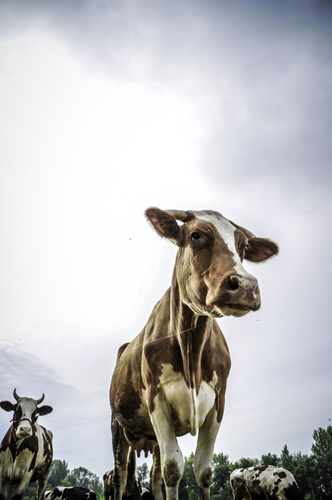 К чему снится корова или бык: что говорят сонники и психологи