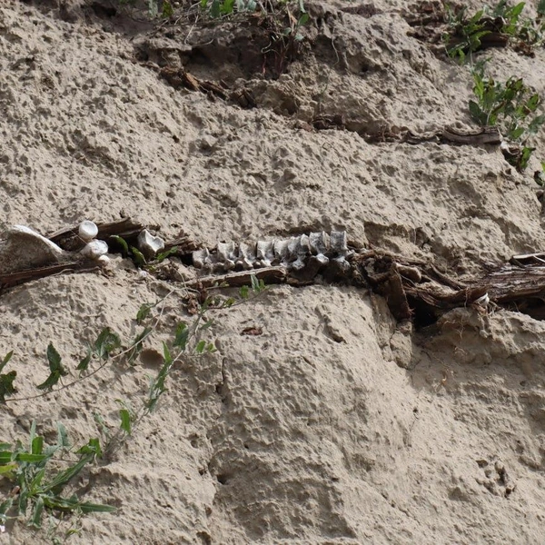 Но постепенно берега осыпались, и земля возвращала миловановских покойников на свет | Источник: Артем Шершнев