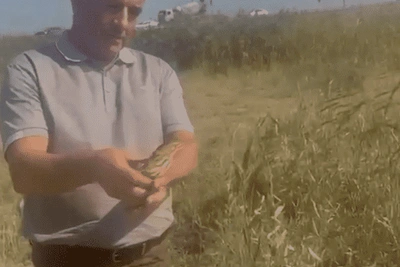 Малую выпь отпустили в естественную среду в Дагестане