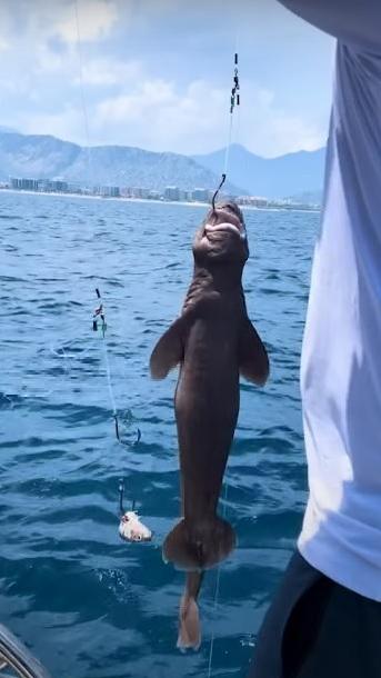 Изумрудные глаза: посмотрите на редкую светящуюся акулу, которую поймал турецкий рыбак в Анталье