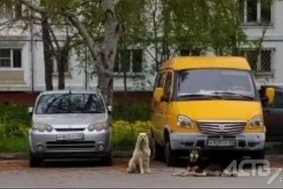 СК завел дело из-за собак у площадки в Южно-Сахалинске