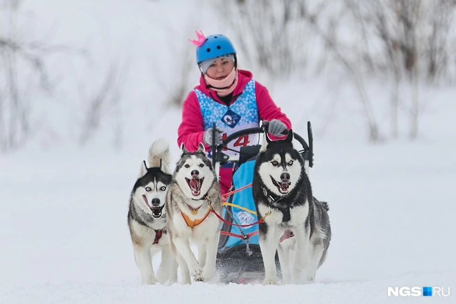 У всех собак разный настрой на соревнование | Источник: Александр Ощепков / NGS.RU