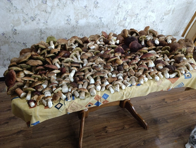 Столько белых набрали грибники в Рыбновском районе за три часа | Источник: Группа VK «Грибы и грибники Рязани».