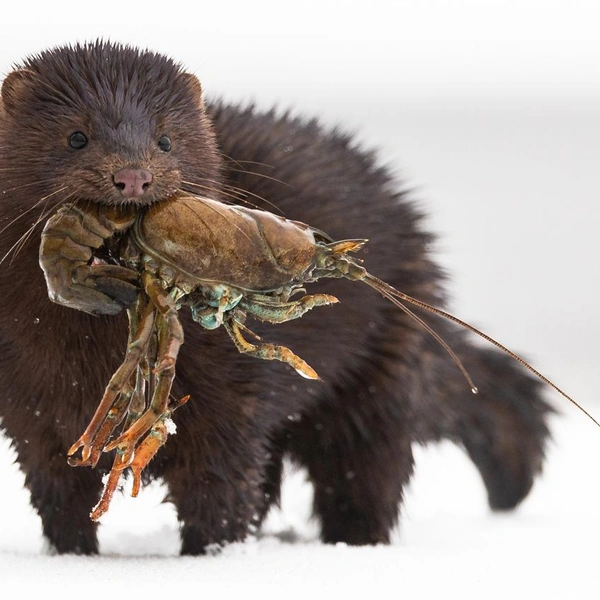 Источник: Mauri Sorri / Vuoden Luontokuva 2020