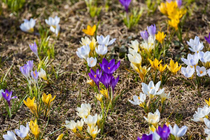 Весна идет: где искать первоцветы на ВДНХ