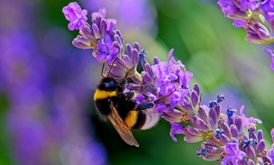 Мохнатые гении: шмели освоили азбуку Морзе