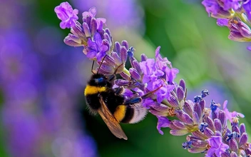 Мохнатые гении: шмели освоили азбуку Морзе