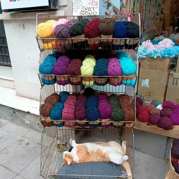 Самые смешные и просто красивые кошки в Турции (20 фото) | Источник: istanbulcatsofficial