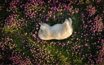 Подведены итоги конкурса фотографий дикой природы The Nature Photography Contest: оцените 12 работ победителей