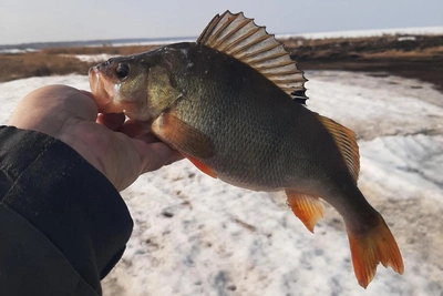 Омичи закрыли зимний сезон уловом в 300 карасей