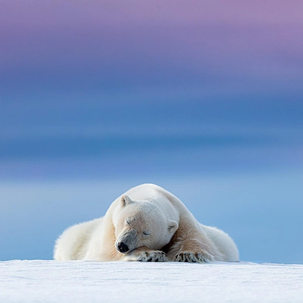 Источник: Nature TTL Photographer of the Year