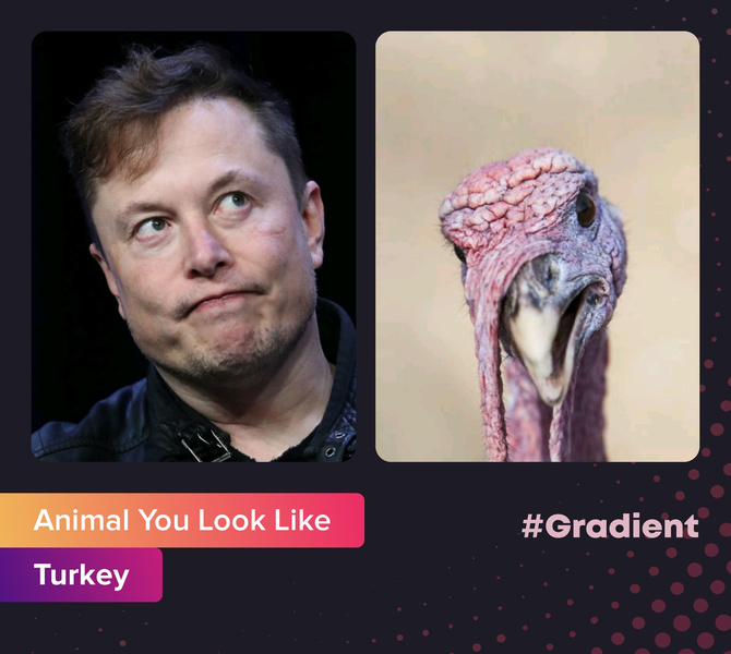 На какое животное ты похож: новое развлечение от приложения Gradient