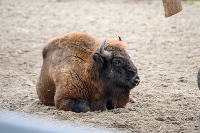Подаренные Кузбассу зубры не приедут из-за опасностей