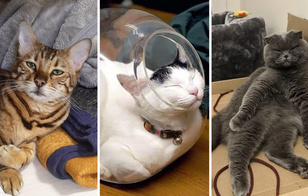 Им так удобно! 30 нелепых мест, где обожают спать котики — смешные фото