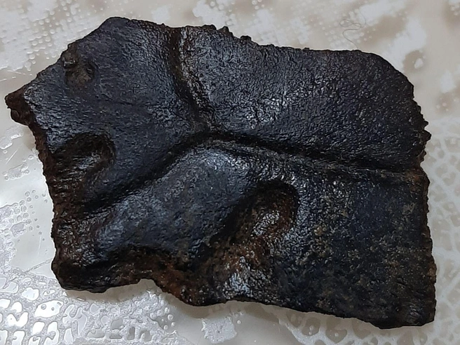 Еще находка&nbsp;— кусок панциря черепахи | Источник: Prehistoric Ural / Vk.com