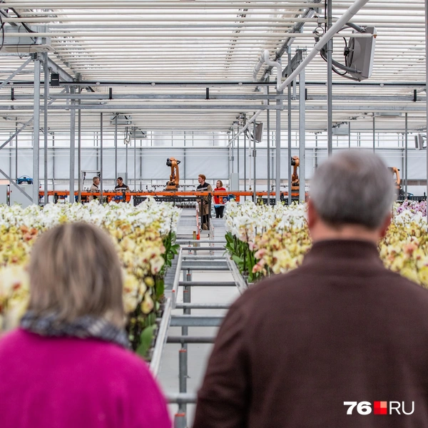 На столах расположено более 800 орхидей | Источник: Кирилл Поверинов / 76.RU
