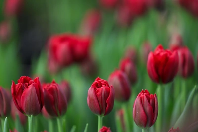 Снегопад и потепление ожидаются в Алтайском крае на 8 Марта