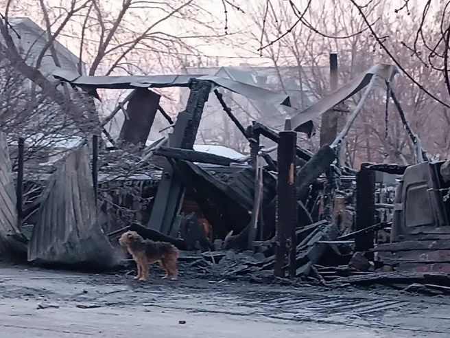 Собака в один момент осталась без дома и хозяина | Источник: приют «Ласка»