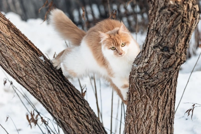 Irkutsk Weekend Forecast: Meteorologists Predict Respite from Cold