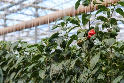 What to Plant in February: Seedling List and Lunar Calendar