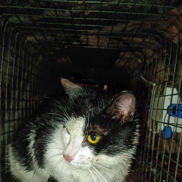 Кот с канала Грибоедова извлечён из-под земли. Смотрите видео | Источник: «Кошкиспас»