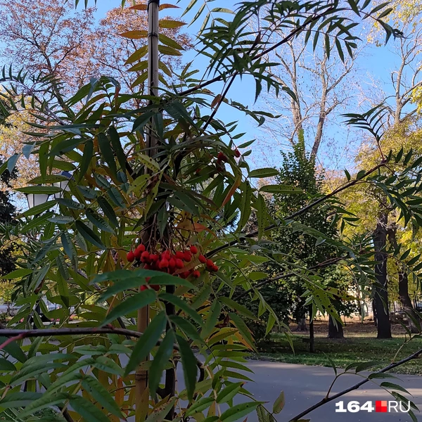 Источник: Сергей Гендин / 164.RU