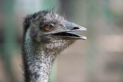 Страус теряет перья после нападения жеребца