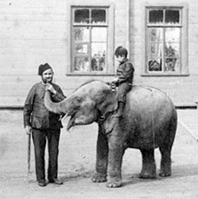 Слоненок, привезенный Николаем из Сиама в 1891 году | Источник: Альбом «Царское Село на старых фотографиях. Конец XIX — начало XX века»