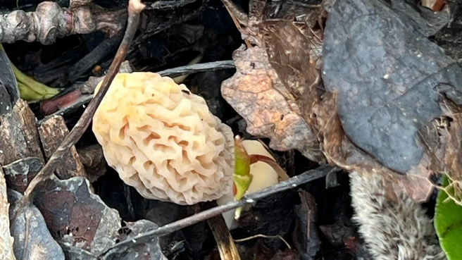 Пусть вид сморчков вас не смущает, они очень вкусные | Источник: Анастасия Вяткина / «Грибы и грибники Екатеринбурга и Свердловской области» / Vk.com