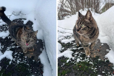 Кошечка с теплотрассы в Архангельске ищет дом