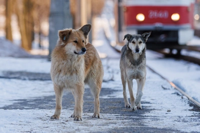 Бастрыкин приказал доложить о нападениях собак в Волгограде