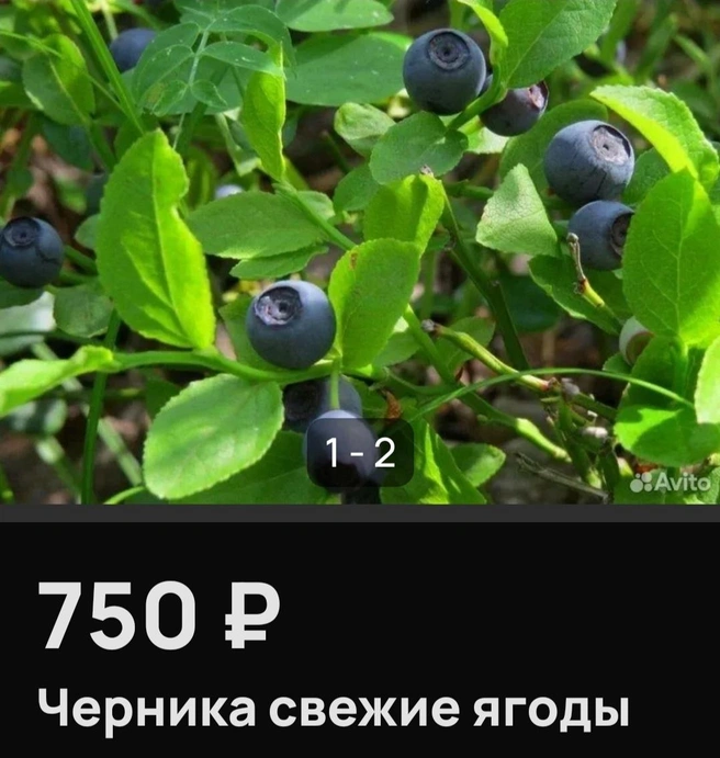 Источник: Avito