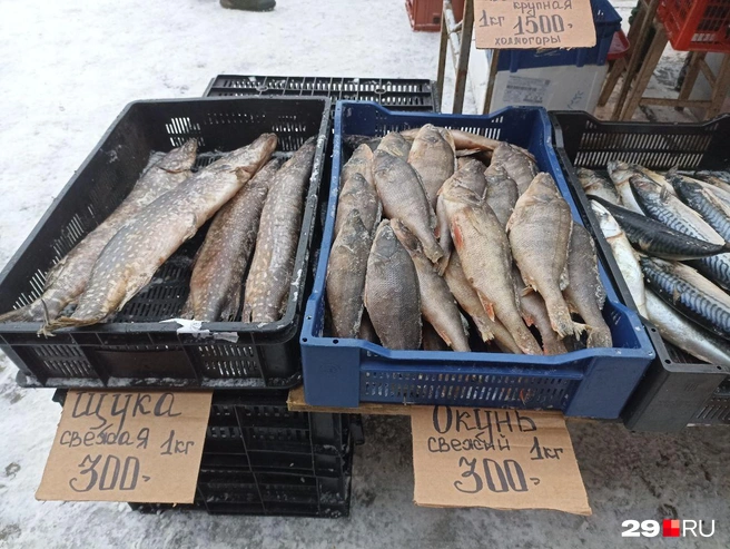 Источник: Иван Митюшёв / 29.RU