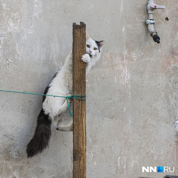 Кот-паук | Источник: Наталья Бурухина / NN.RU