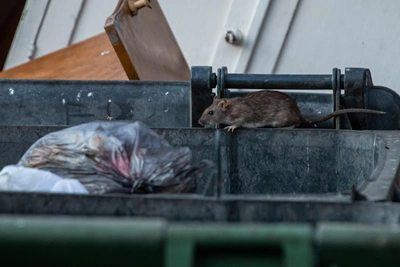 2025 Rat Control Failed in Arkhangelsk; 2026 Plans Announced